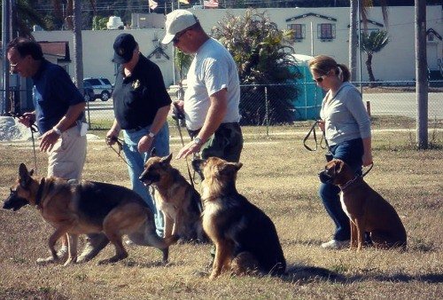 Boundary Training German shepherd