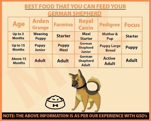 royal canin maxi puppy feeding chart