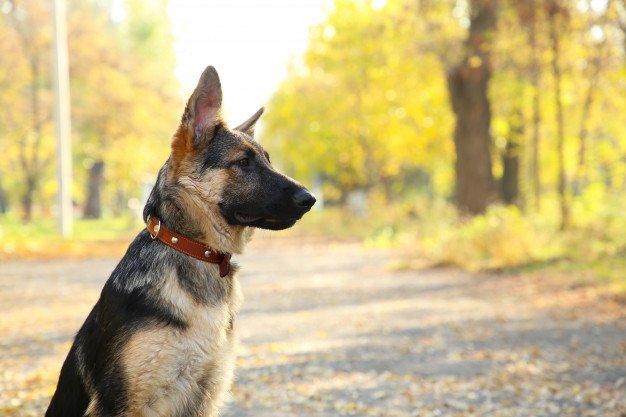 Boundary Training German shepherd