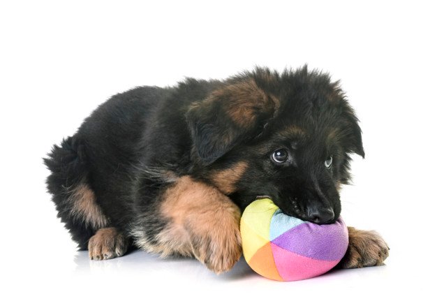 Neonatal period German Shepherd