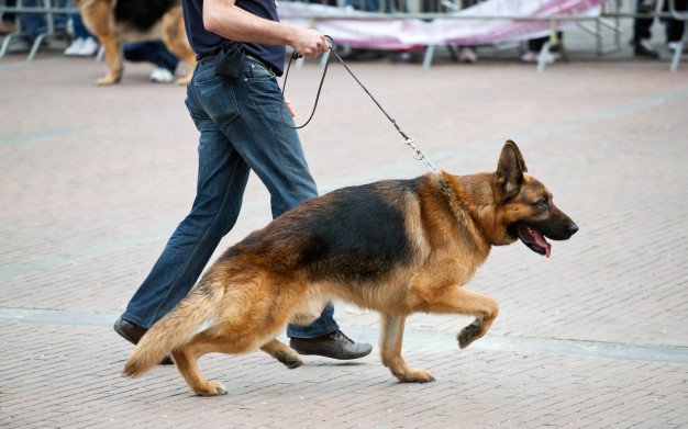Boundary Training German shepherd