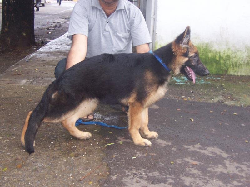 german shepherd 3 months old puppy