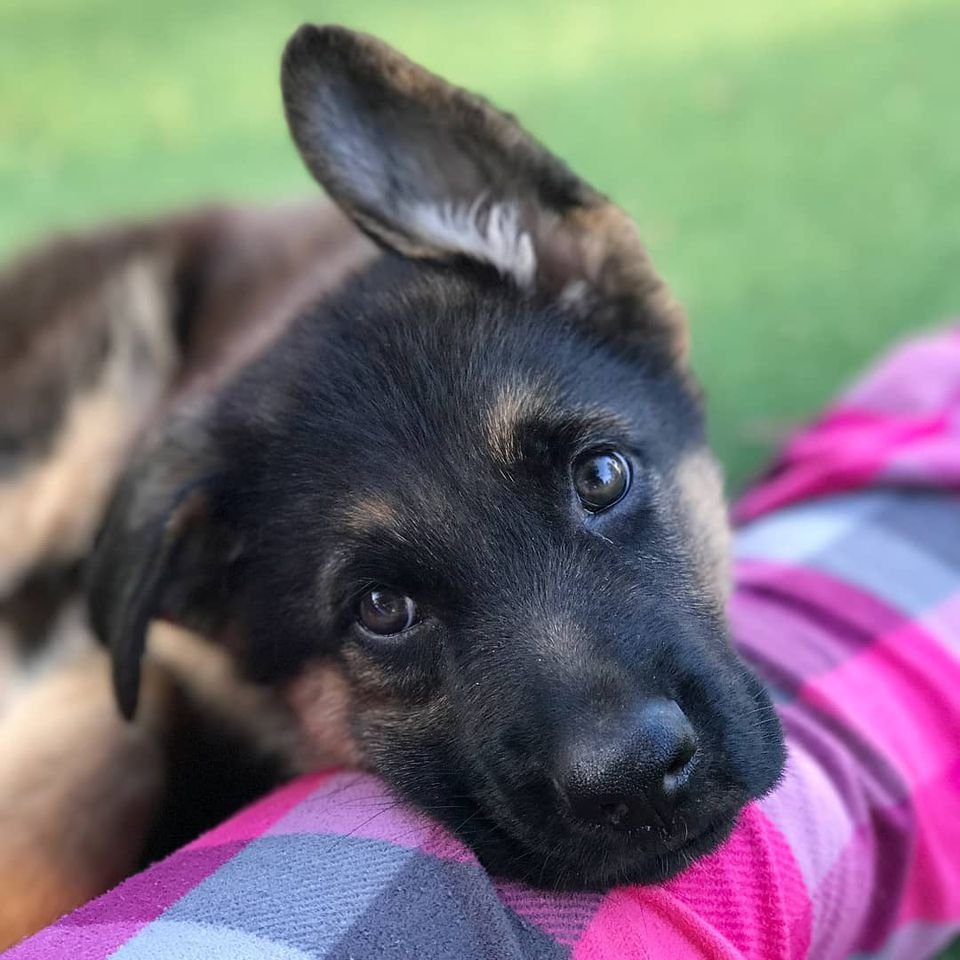 German shepherd Puppy bite