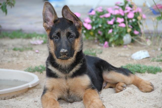 3 months old german shepherd