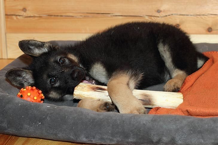 german shepherd puppy