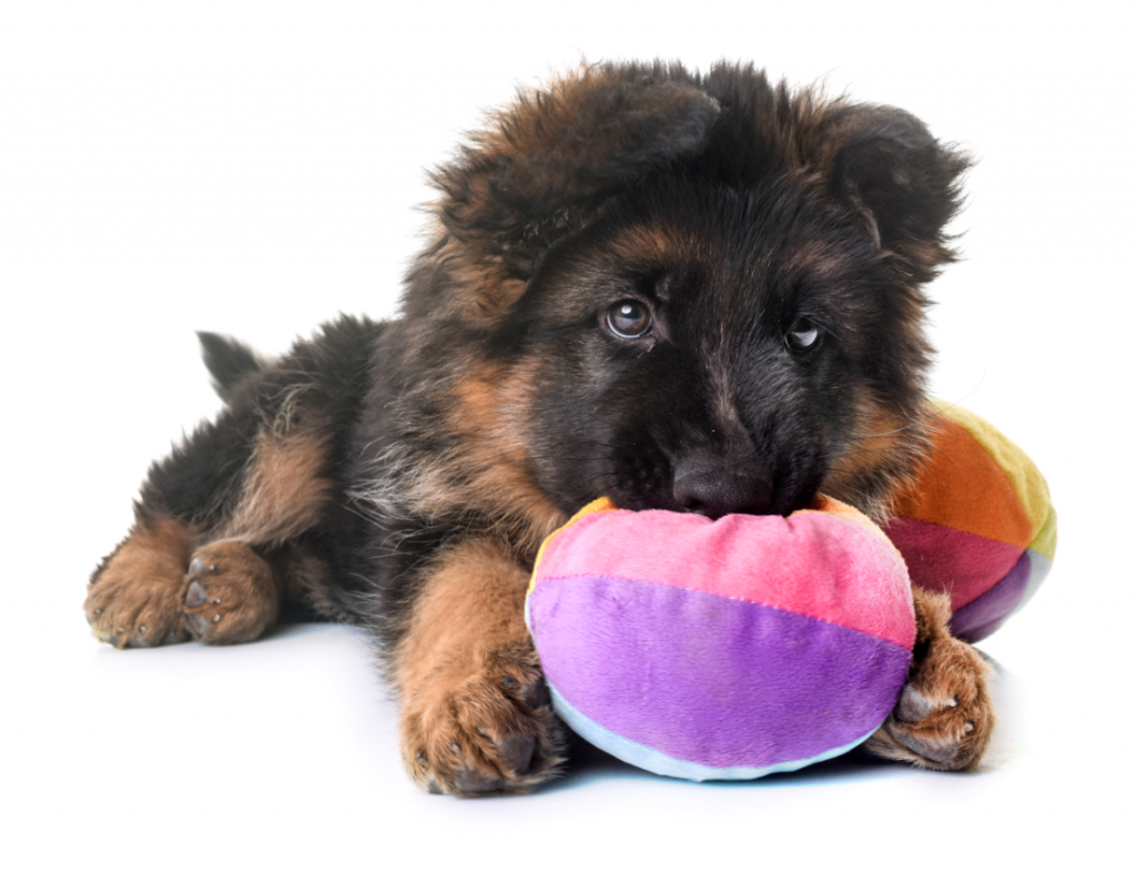 Separation anxiety in puppies at night