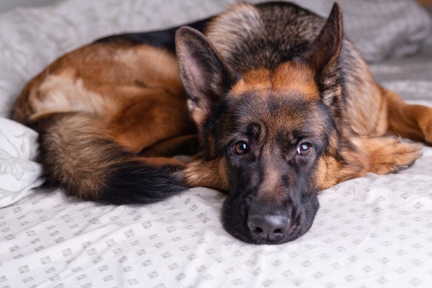 Separation anxiety in older Dogs