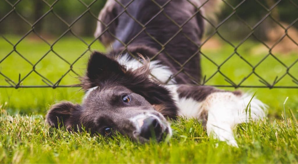 dog escaping nature