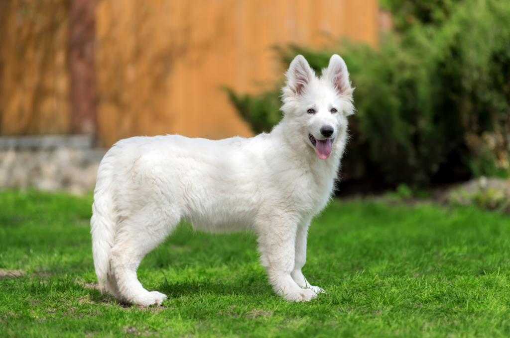 Standard Pose of the White German Shepherd Puppy