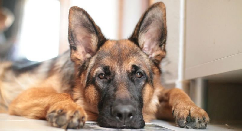 6 months old German Shepherd Dog