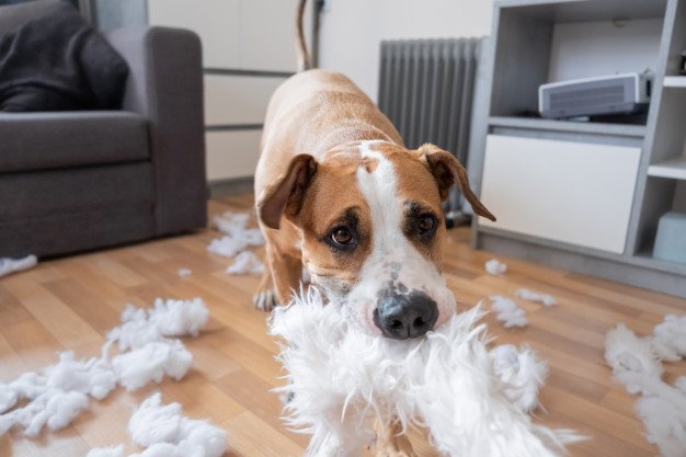 Dog Destructive Chewing