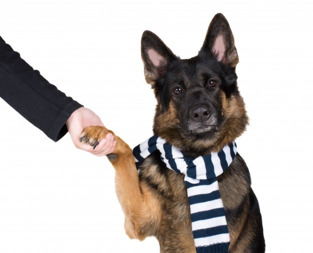 Spend time with dogs with separation anxiety