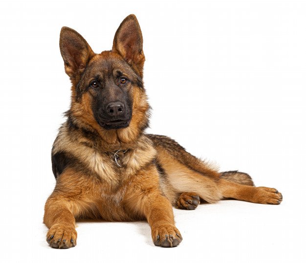 Grown-Up German Shepherd Dog