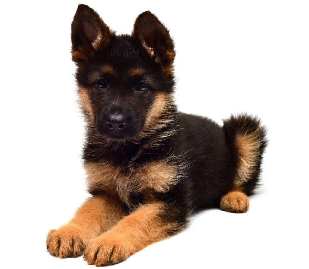 A German Shepherd with dwarfism can look like this their whole life