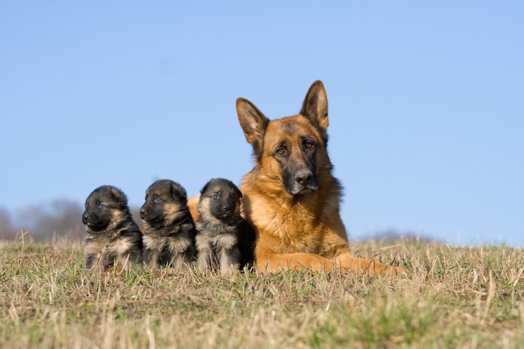 Full-grown German Shepherd with puppies