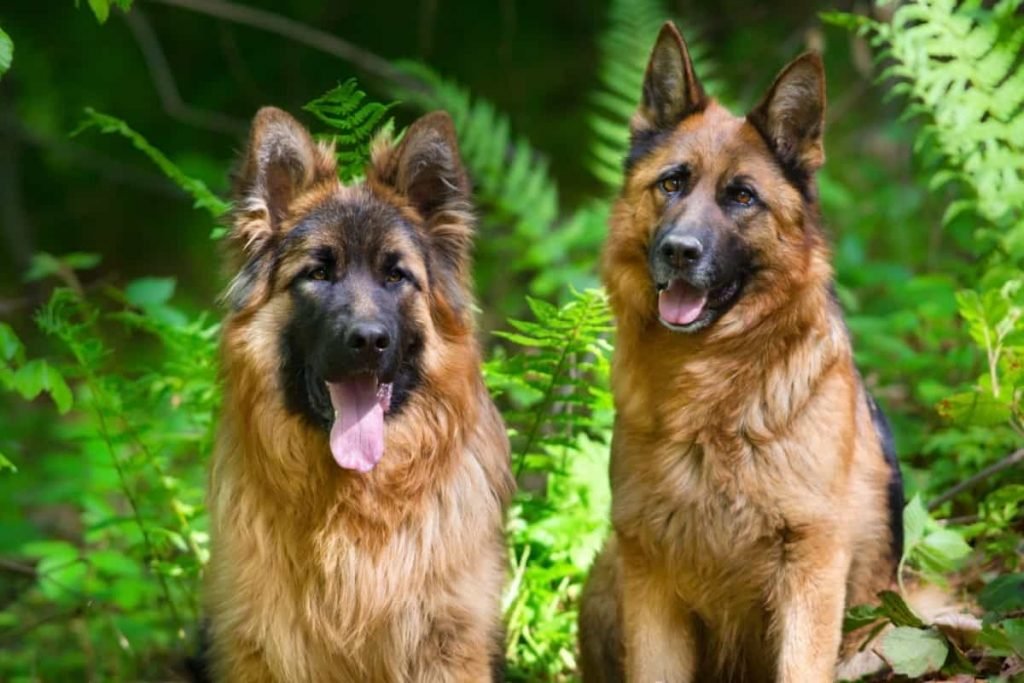 German Shepherd Temperament