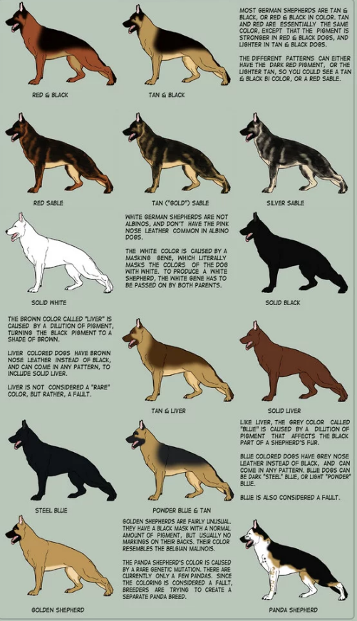 German Shepherd Colors