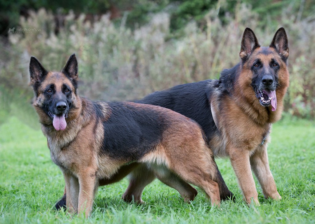 German shepherd Traits and Behaviors