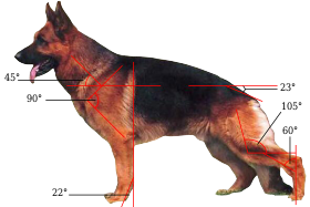 American Showline GSD