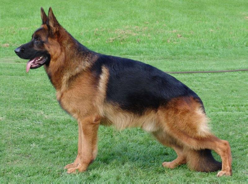 American Showline German Shepherd