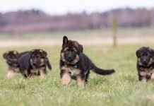 pedigree professional starter mother and pup