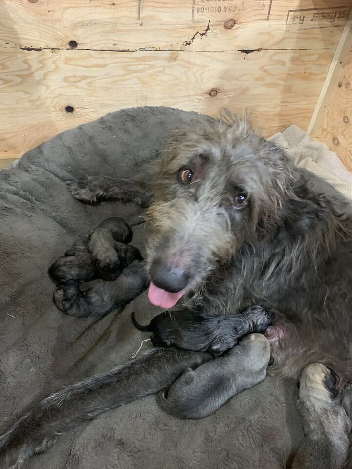 Irish WolfHound and German shepherd Mix