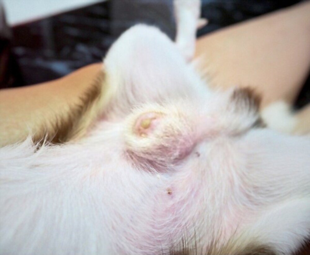 Dog Smegma