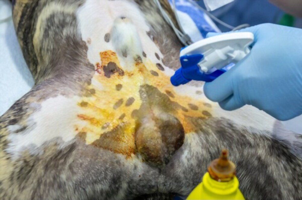 How to Clean Dog Smegma by yourself