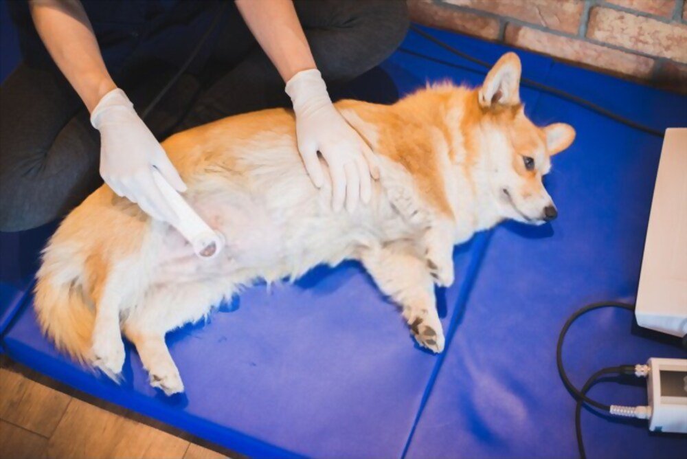 Dog Smegma Treatment