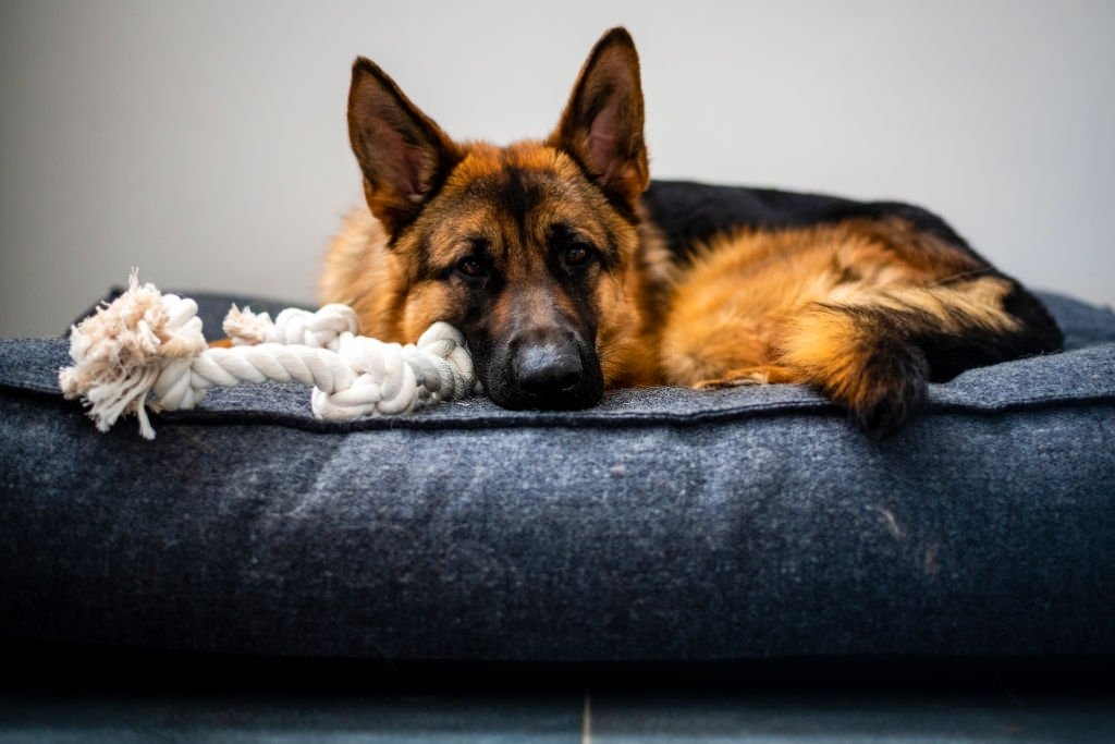 fluffy bed for dogs