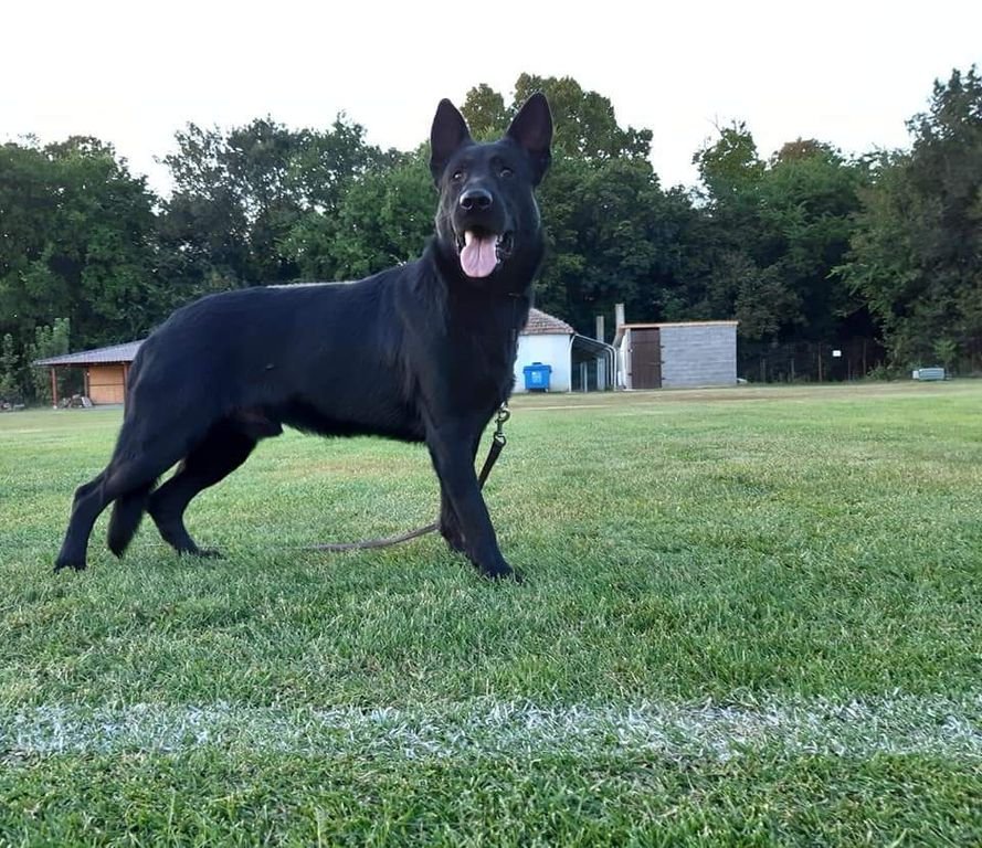Czech German shepherd