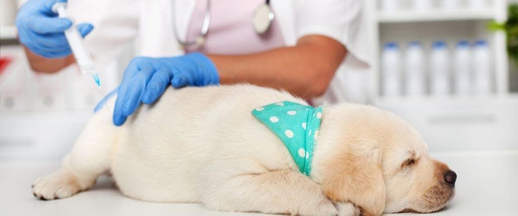 dog vaccinations