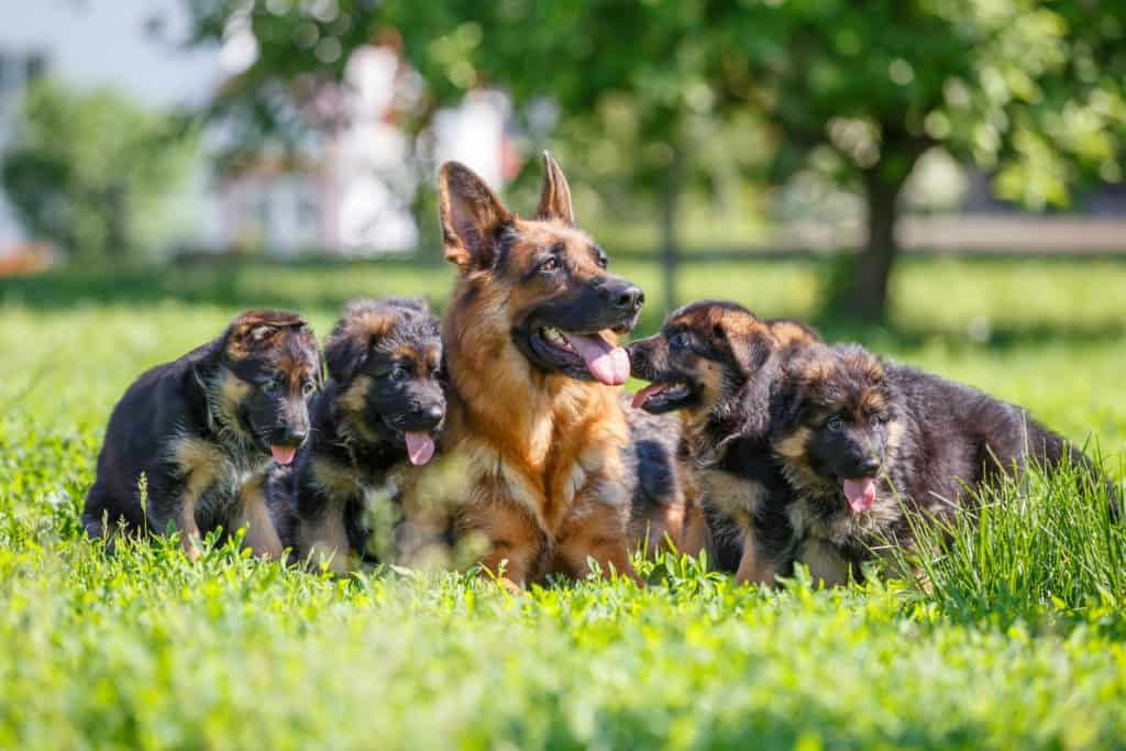 german shepherd puppy care