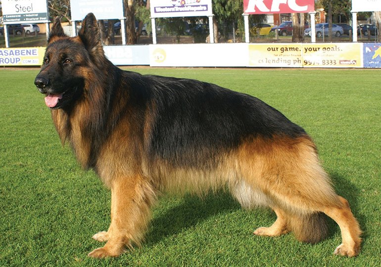 Pure Breed German Shepherd cost