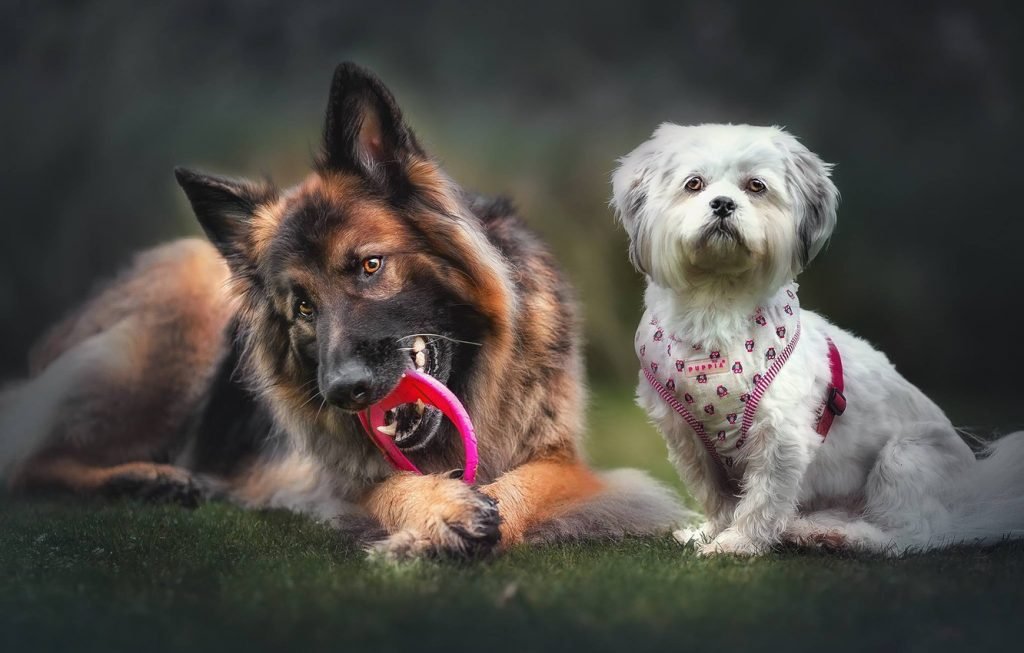 German shepherd with small dogs
