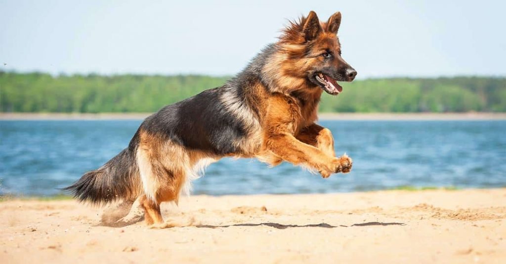 German shepherd Exercise