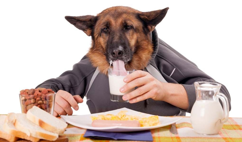 German shepherd eating human food