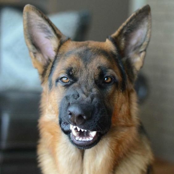 possessive dog