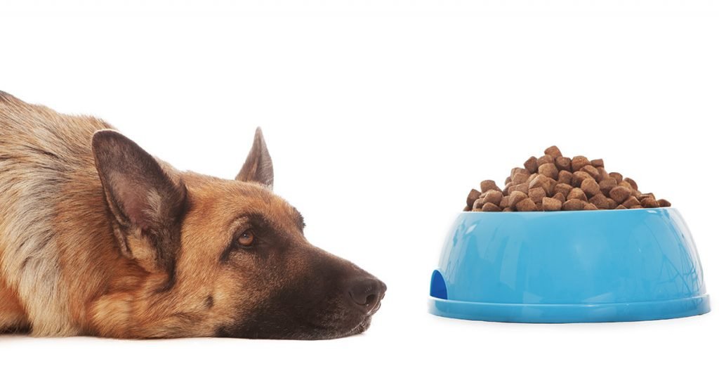 german shepherd Food Allergy