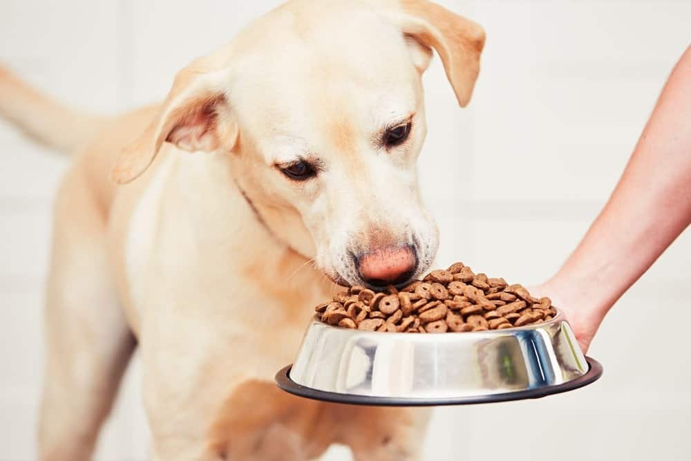 dog food during winter