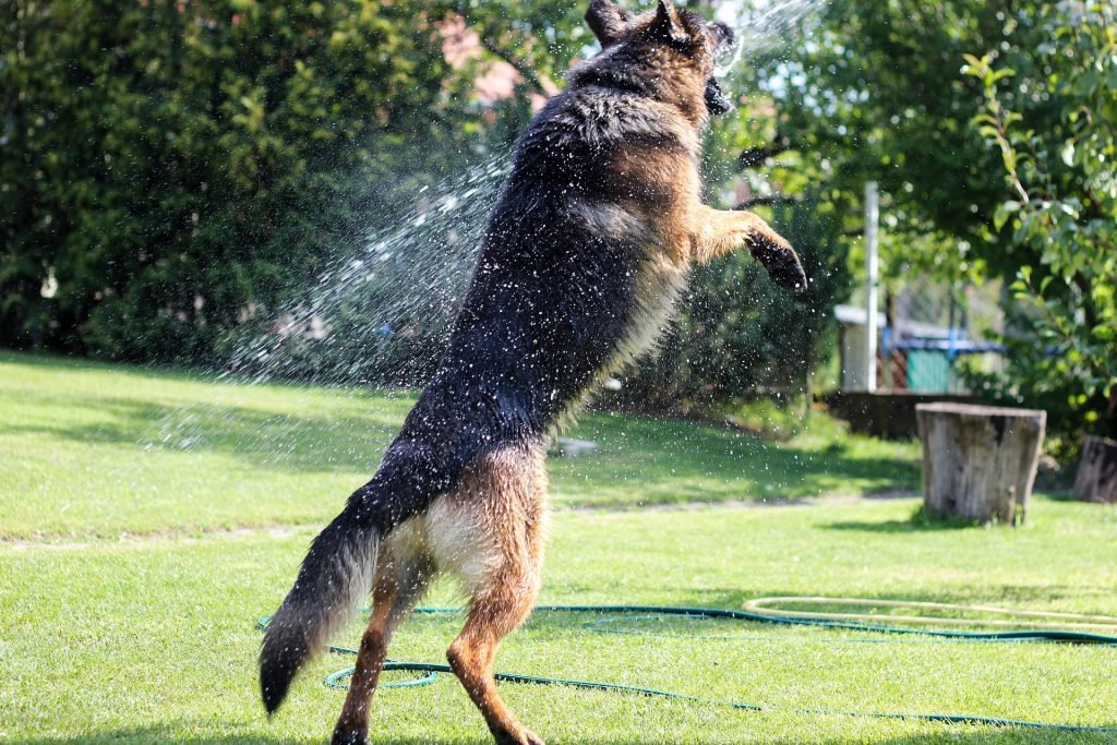 dog bathing