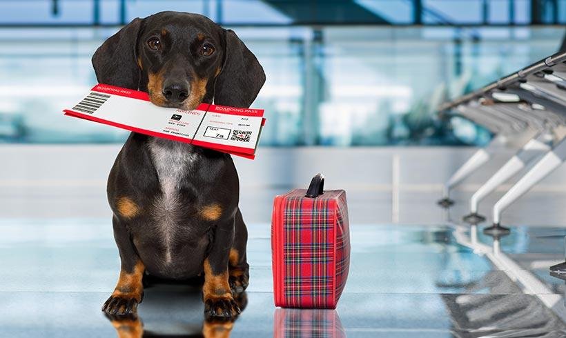 traveling with dogs to canada
