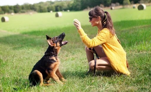 German Shepherd Puppy