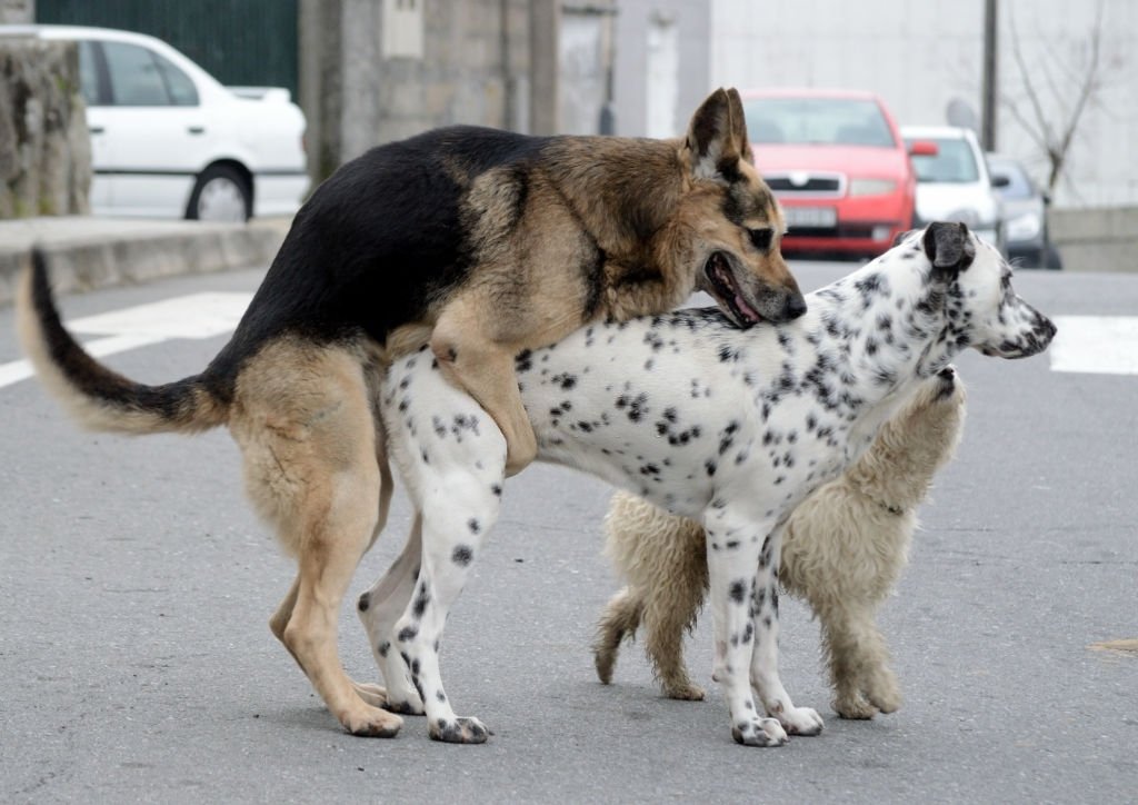 male dog mating