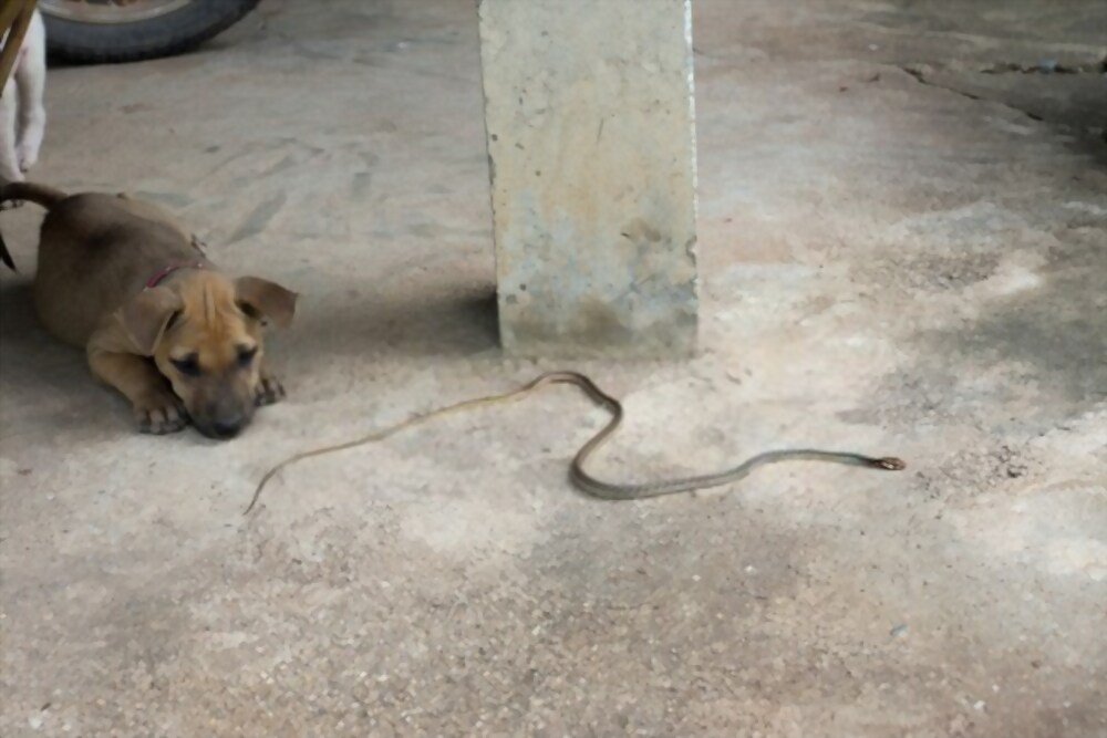 snake bite on dog